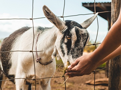 BE A SHEPHERD FOR A DAY