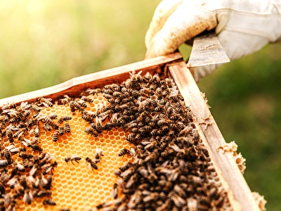 BEEKEEPING TOUR IN NAFPLIO