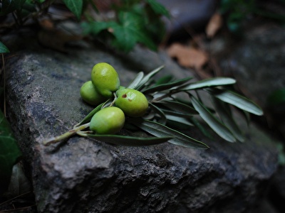 EPIDAURUS OLIVE OIL TASTING TOUR